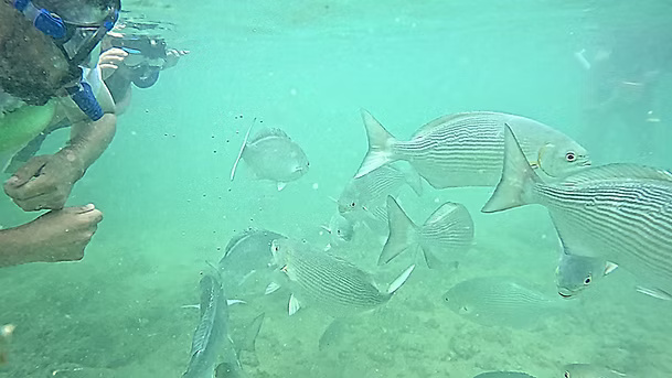 Snorkeling photo 7