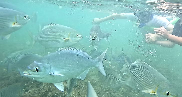 Snorkeling photo 9